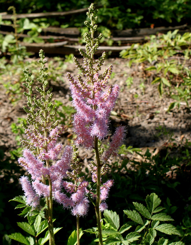 Изображение особи Astilbe chinensis var. davidii.