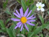 Aster alpinus