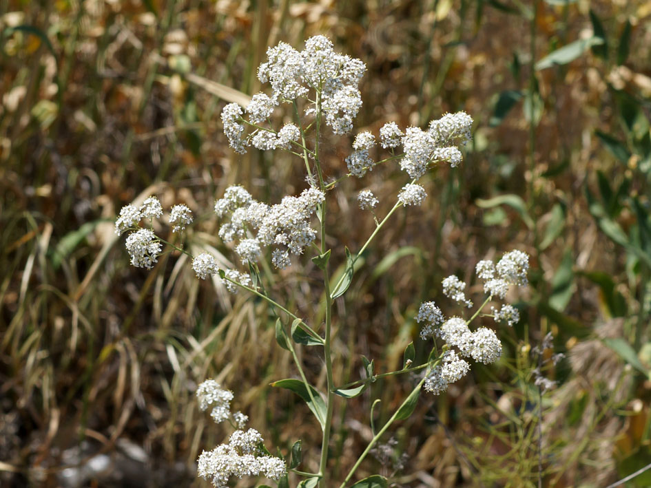 Изображение особи Lepidium latifolium.