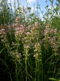 Thymus marschallianus