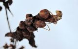 Chelone obliqua. Верхушка высохшего соплодия. Московская обл., г. Павловский Посад, в культуре. 27.12.2014.