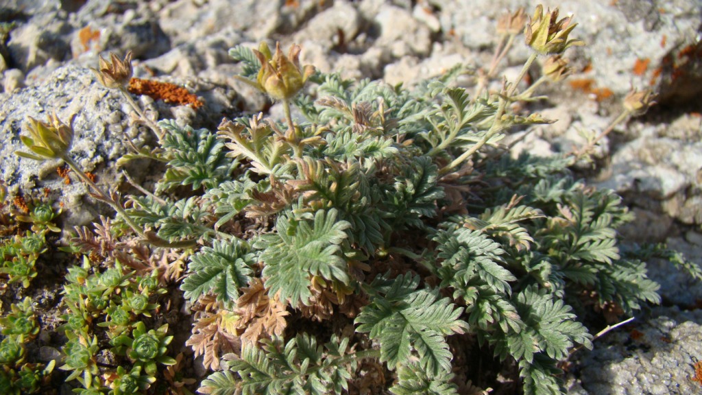 Изображение особи Potentilla agrimonioides.