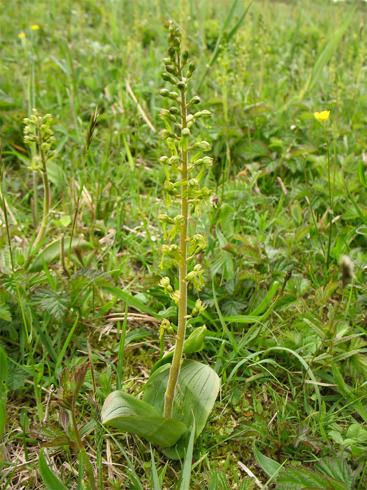 Изображение особи Listera ovata.