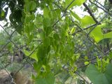 Dioscorea japonica