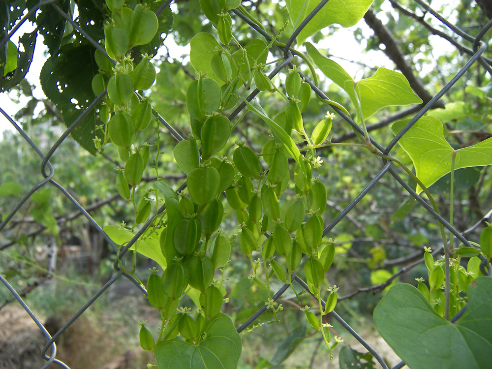 Изображение особи Dioscorea japonica.