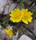 Helianthemum nitidum