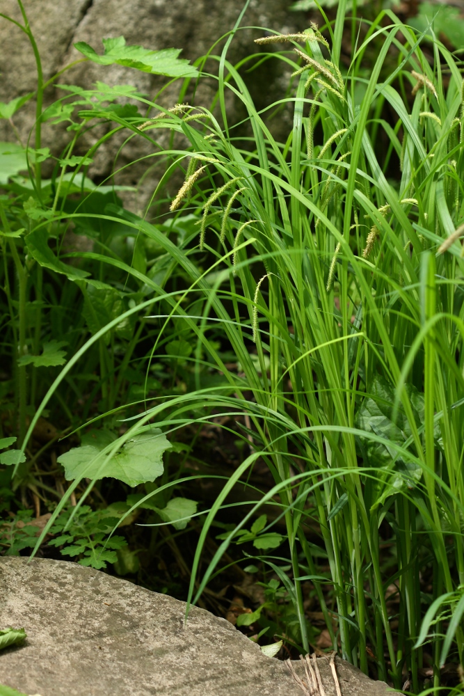 Image of Carex jaluensis specimen.