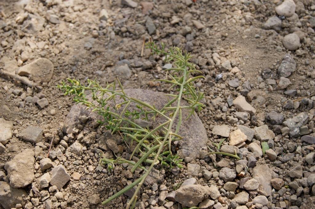 Изображение особи род Salsola.