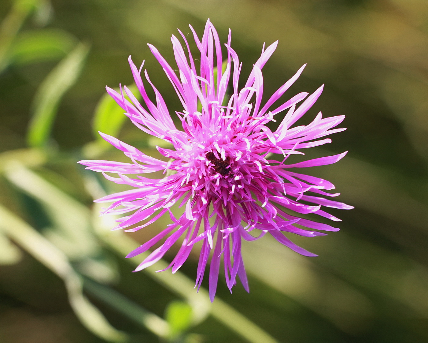 Изображение особи Centaurea jacea.