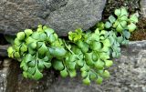 Asplenium ruta-muraria. Вегетирующее растение. Германия, Северный Рейн-Вестфалия, г. Хаген, пригород Хоенлимбург, замок Хоенлимбург. Июль.