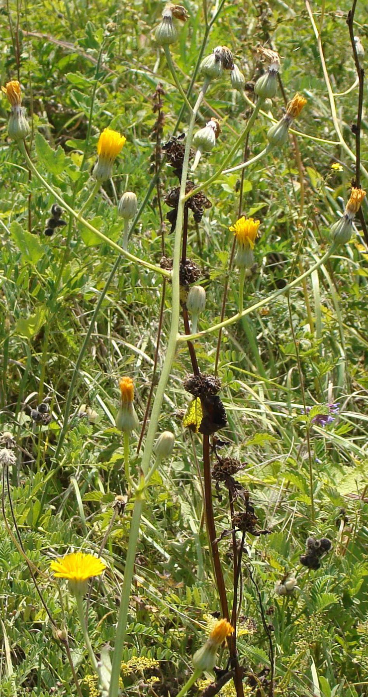 Изображение особи Crepis pannonica.