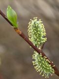 Salix phylicifolia. Побег женского растения с серёжками и распускающимися листьями. Мурманская обл., Североморский р-н, окр. пос. Росляково. 19.05.2010.