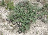 Crambe gibberosa