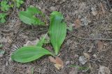 Platanthera chlorantha. Вегетирующее растение. Грузия, Боржоми-Харагаульский национальный парк, лес. 24.05.2018.