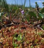 Pinguicula villosa. Цветущее растение на сфагновом болоте. Магаданская обл., окр. г. Магадан, п-ов Старицкого. 06.07.2018.