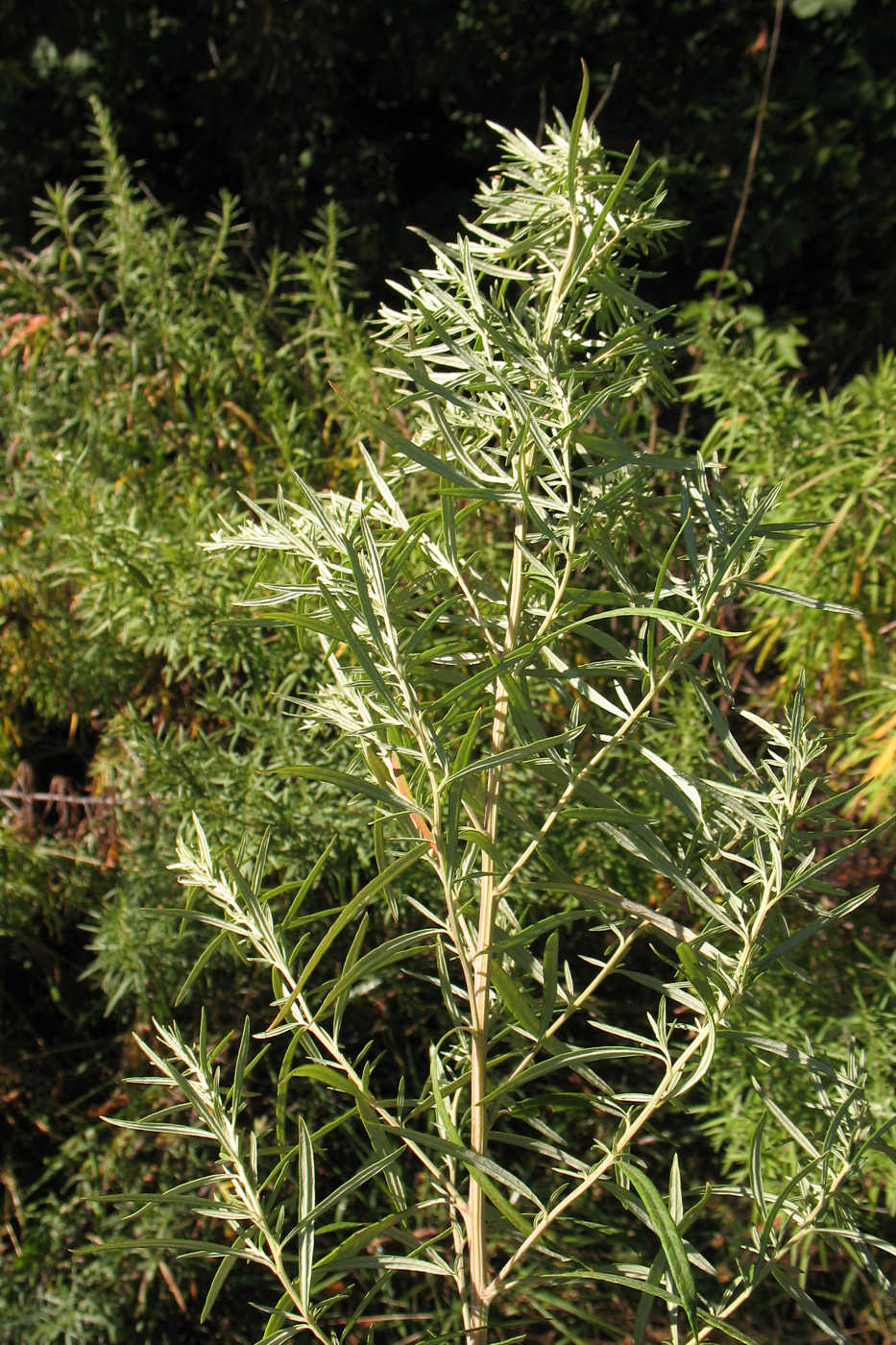 Изображение особи Artemisia umbrosa.