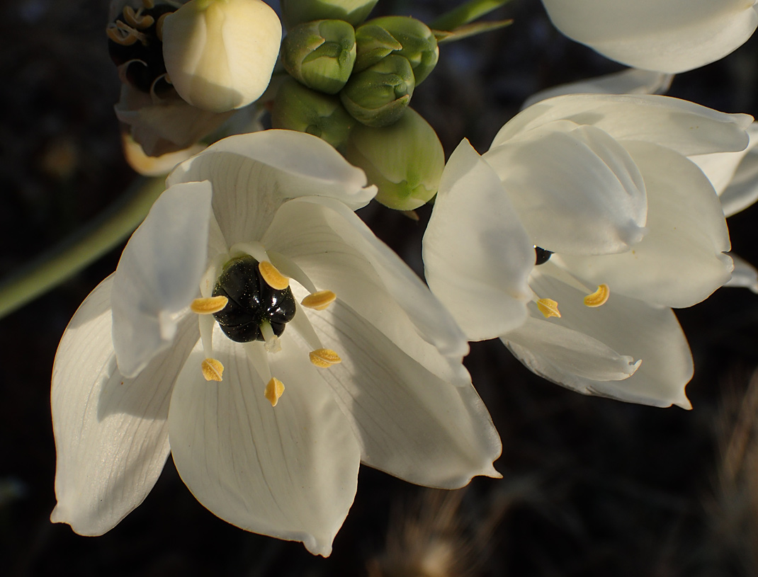 Изображение особи Ornithogalum arabicum.