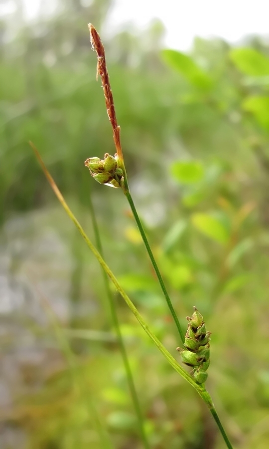 Изображение особи Carex globularis.