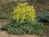 Ferula foetida. Цветущее растение. Казахстан, вост. предгорья хр. Каратау, окр. оз. Кызылколь, глинисто-песчаная пустыня, обочина дороги. 22.04.2018.