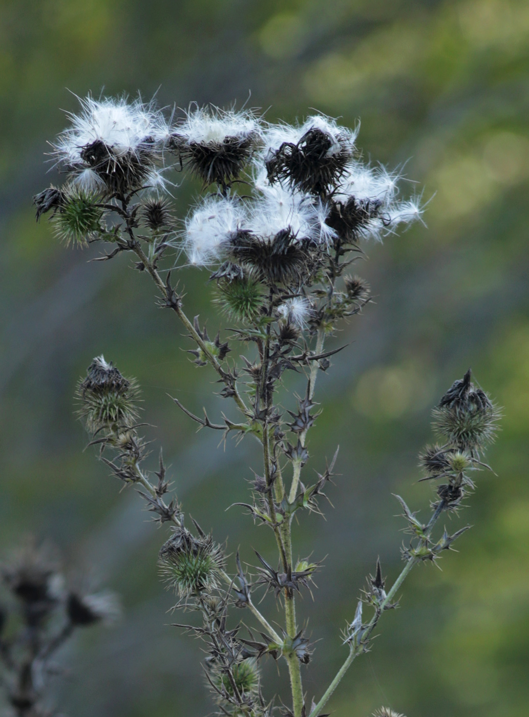 Изображение особи род Cirsium.