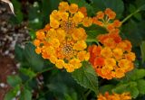 Lantana camara. Соцветия и листья. Кипр, г. Айа-Напа, в озеленении частной территории. 05.10.2018.