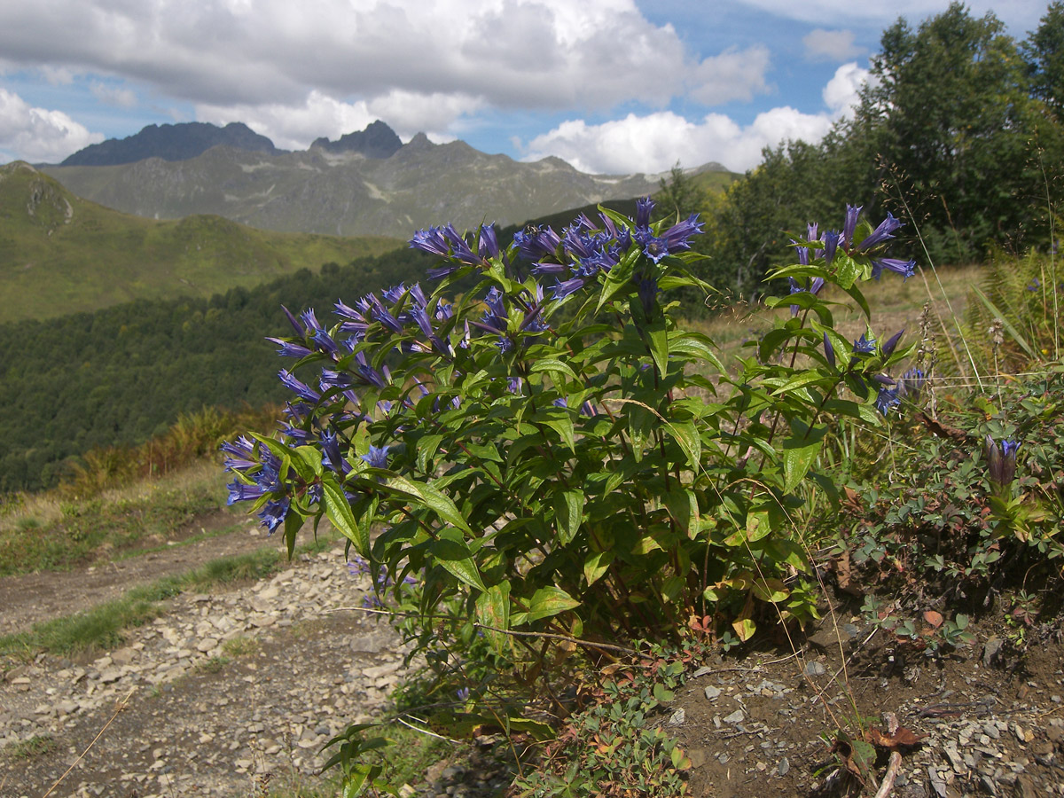 Image of Gentiana schistocalyx specimen.