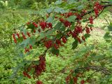 Ribes rubrum. Плодоносящая ветвь. Финляндия, муниципалитет Савонлинна, Пункахарью, местечко Лусто, у вокзала, в культуре. 04.08.2018.