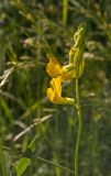 Lathyrus pratensis. Верхушка побега с соцветием. Пермский край, Верещагинский р-н, окр. дер. Усть-Сепыч, долина р. Лысьва, луг. 7 июля 2018 г.