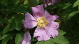 Rosa amblyotis