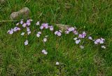 Primula nutans. Верхушки цветущих растений. Алтай, Кош-Агачский р-н, окр. с. Кош-Агач, ≈ 1700 м н.у.м., заболоченный участок пастбища. 14.06.2019.