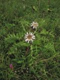 Carlina cirsioides