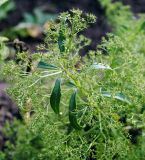 Teloxys aristata