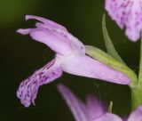 Dactylorhiza saccifera. Цветок. Дагестан, Курахский р-н, окр. с. Штул, заросли кустарников в пойме реки. 27 июня 2021 г.