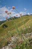 Allium psebaicum