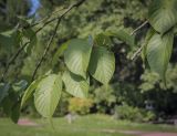 Cerasus sachalinensis