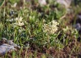 Corydalis vittae. Цветущие растения. Абхазия, Гагрский р-н, гора Мамдзышха, выс. 1810 м н.у.м., каменистый альпийский луг. 15.05.2021.