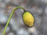 Papaver dahlianum. Верхушка побега с бутоном. Мурманская обл., Ловозёрские Тундры, обочина тропы, ведущей к 2-му цирку Раслака, каменистый склон. 07.08.2022.