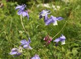 Aquilegia olympica. Цветки. Карачаево-Черкесия, Карачаевский р-н, ущ. Махар-Су, травянистый склон. 08.07.2023.