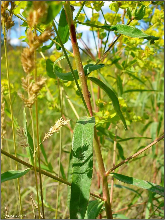 Изображение особи Euphorbia virgata.