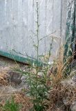 Lepidium graminifolium. Цветущее растение. Крым, Ялта, обочина дороги. 16 июля 2011 г.