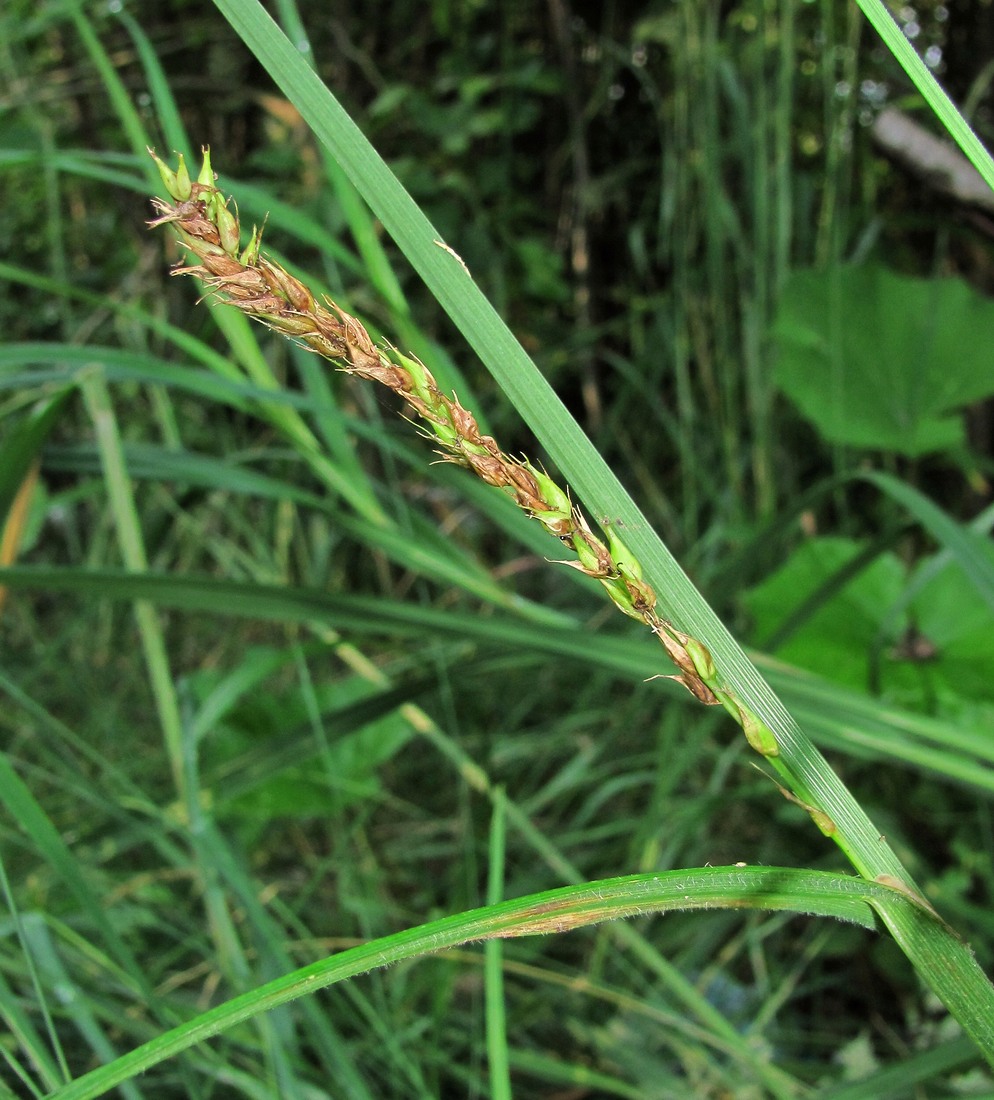 Изображение особи Carex atherodes.