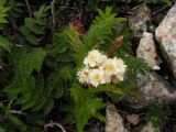 Sorbaria grandiflora