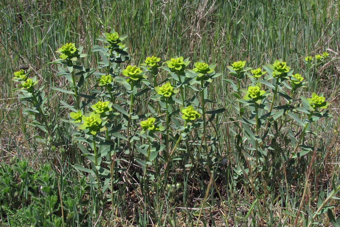 Изображение особи Euphorbia glareosa.