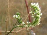 Melilotus tauricus. Соцветие. Зап. Крым, г. Саки, берег оз. Сакское в р-не санатория \"Полтава\". 31.08.2011.