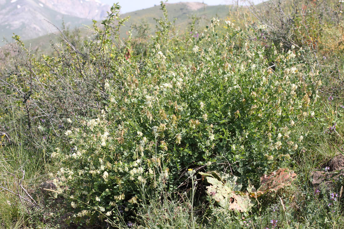 Изображение особи Hedysarum flavescens.