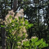 Cotinus coggygria