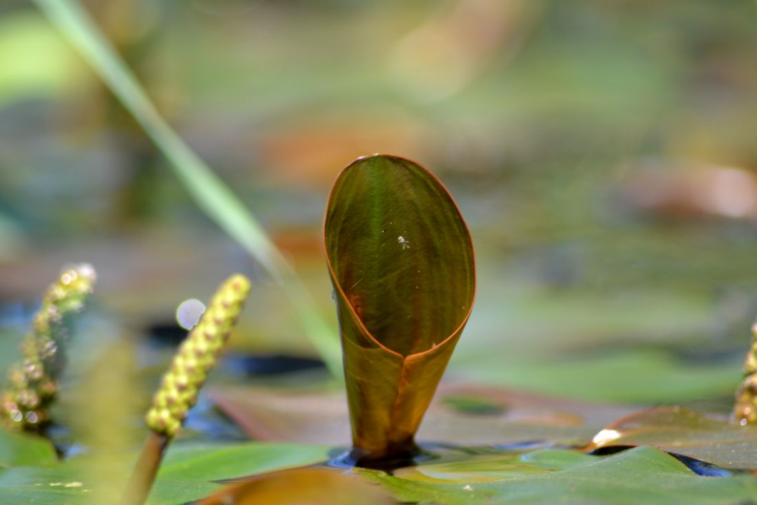 Изображение особи Potamogeton nodosus.