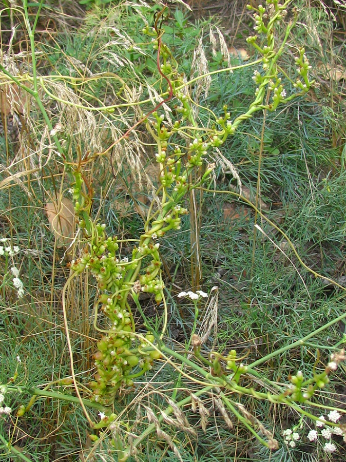 Изображение особи Cuscuta monogyna.