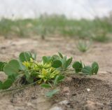 Trigonella stellata. Цветущее растение. Израиль, г. Беэр-Шева, рудеральное местообитание. 04.03.2013.