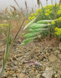 Bromus anatolicus. Верхушка расцветающего растения. Крым, Карадагский заповедник, Береговой хребет, степной склон. 6 мая 2013 г.